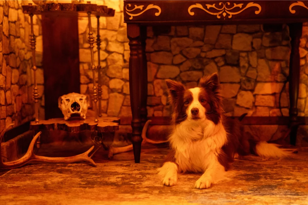 Na zdjęciu widać psa rasy border collie siedzącego na podłodze w ciepło oświetlonym pomieszczeniu w stylu rustykalnym. W tle znajduje się kamienna ściana, drewniany stół z ozdobnym wykończeniem oraz elementy dekoracyjne, takie jak czaszka zwierzęcia i poroże. Całość tworzy klimat tajemniczego pokoju zagadek, przypominającego wnętrze escape roomu.